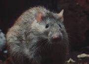 Cegah Hantavirus, Basmi Sarang Tikus dengan Umpan Mati Kering Tanpa Bau di Shopee dan Lazada
