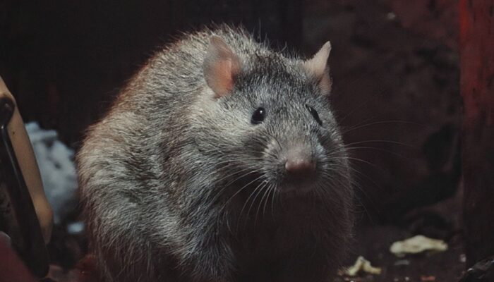 Cegah Hantavirus, Basmi Sarang Tikus dengan Umpan Mati Kering Tanpa Bau di Shopee dan Lazada