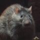 Cegah Hantavirus, Basmi Sarang Tikus dengan Umpan Mati Kering Tanpa Bau di Shopee dan Lazada