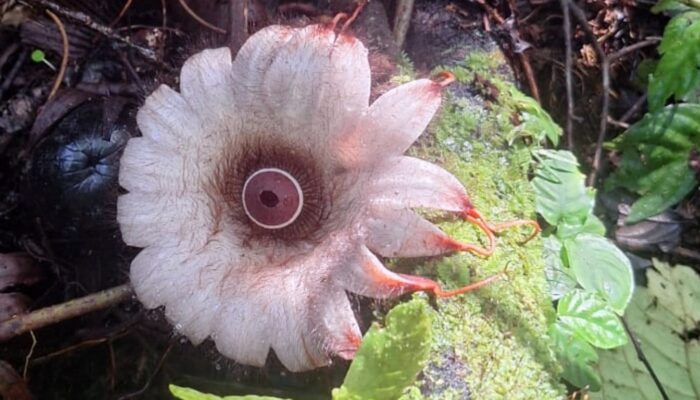 Bunga Langka Rhizantes Deceptor Mekar di Hutan Bengkulu, Panduan Ekowisata Terjangkau, Seru, dan Edukatif di Tahun 2026 Terbaru