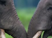 Status Gajah Sumatera Kian Kritis, WWF Indonesia Gelar Proyek Agroforestry Lanskap Peusangan Aceh, Dananya Milyaran