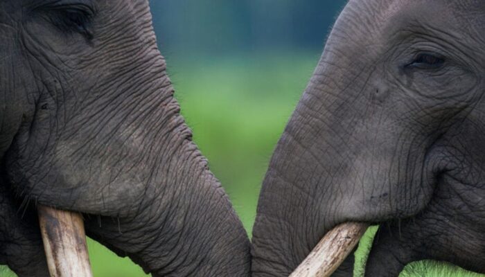 Status Gajah Sumatera Kian Kritis, WWF Indonesia Gelar Proyek Agroforestry Lanskap Peusangan Aceh, Dananya Milyaran