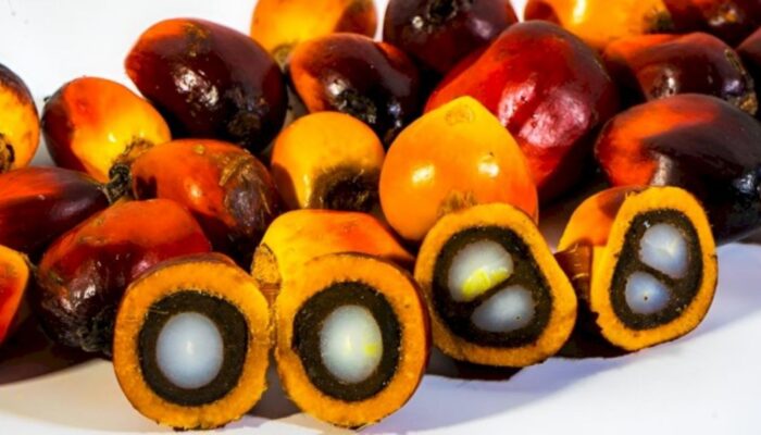 Harga CPO Global Bergerak Liar, Begini Peluang Harga Sawit Naik Lagi Menurut Data Bappebti