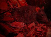 Hantavirus, Debu Kotoran Tikus Hantui Kota Besar dan Pemukiman Kumuh, Pandemi Jilid 2?