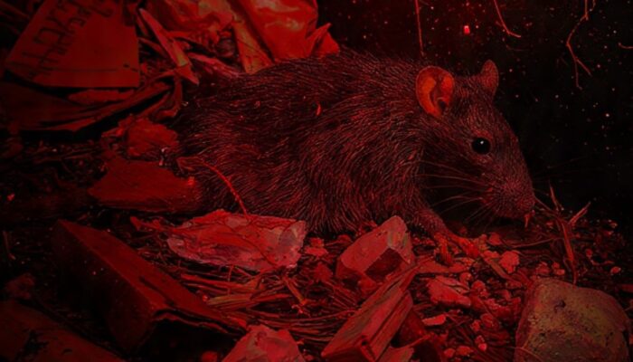 Hantavirus, Debu Kotoran Tikus Hantui Kota Besar dan Pemukiman Kumuh, Pandemi Jilid 2?