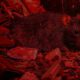 Hantavirus, Debu Kotoran Tikus Hantui Kota Besar dan Pemukiman Kumuh, Pandemi Jilid 2?