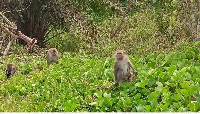 BPDLH Kucurkan Rp9,7 Miliar untuk 9 Kelompok Perhutanan Sosial di Bengkulu Utara